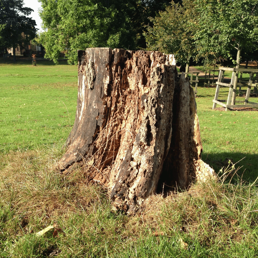 A large, weathered tree stump sits in a grassy park, surrounded by lush green trees and a wooden fence in the background.