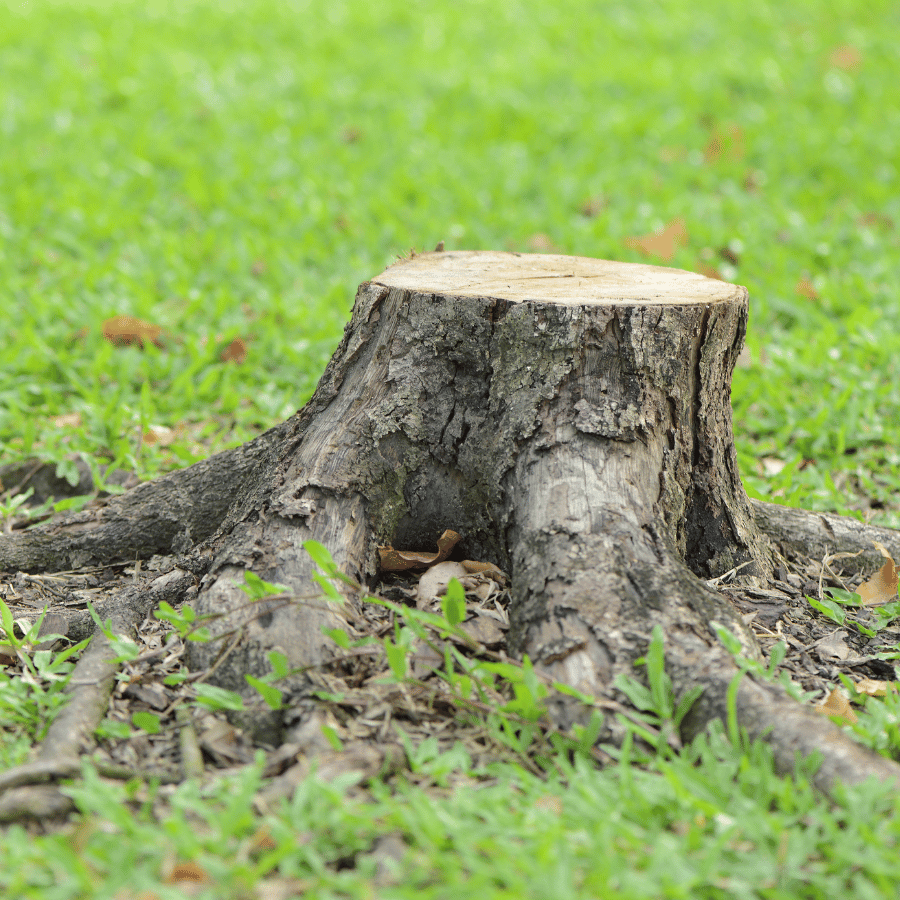 Tree stump with roots exposed on a lush green lawn, surrounded by scattered leaves and grass, in a serene outdoor setting.