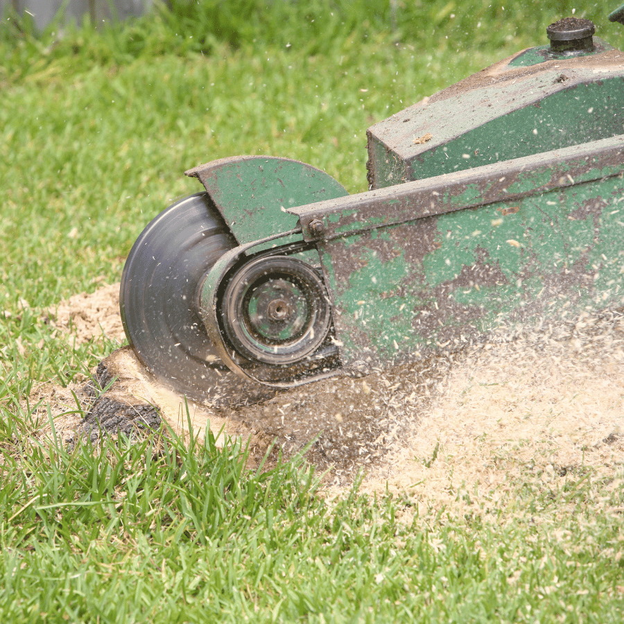 A green stump grinder in action, cutting through a tree stump, surrounded by grass and sawdust flying in the air.