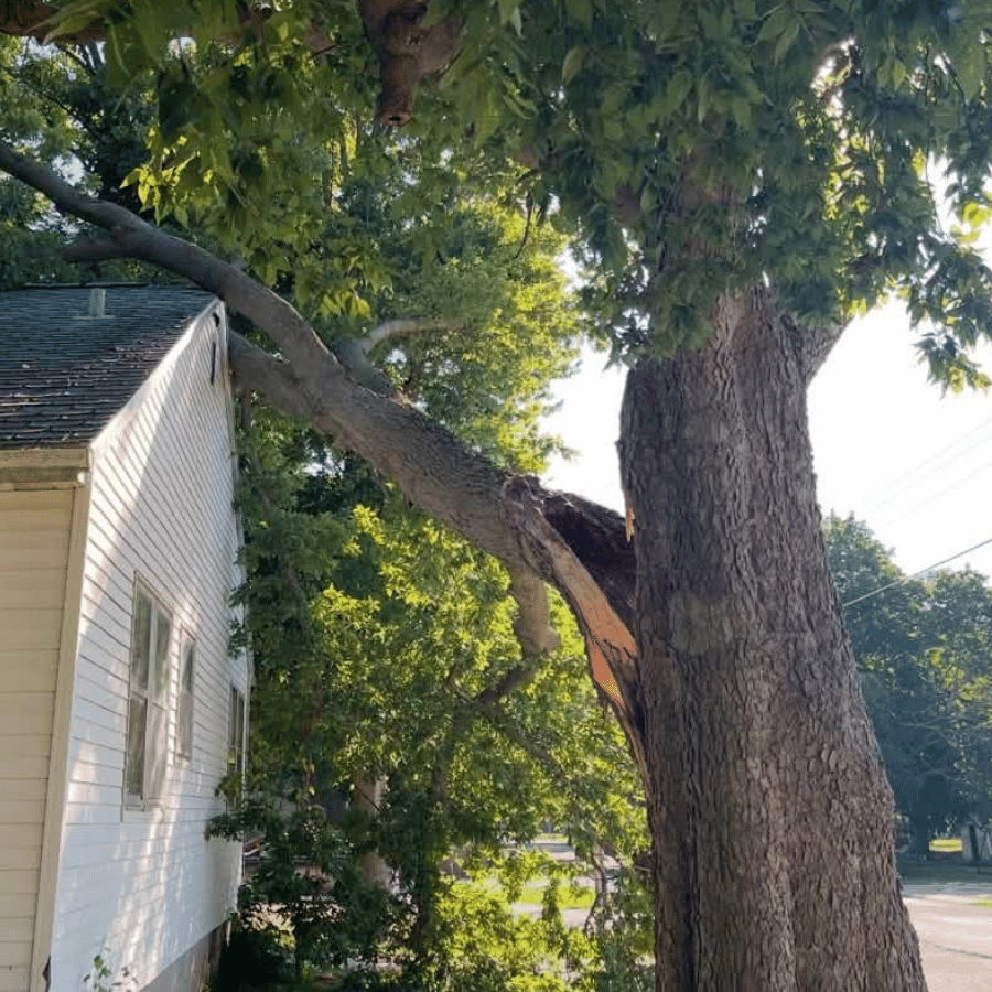 A large tree branch rests on a house roof, partially broken, surrounded by lush green leaves under bright sunlight.