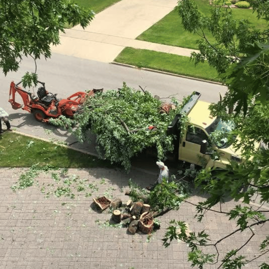Tree removal in progress: workers load branches into a yellow truck, with cut logs and leaves scattered on the driveway.