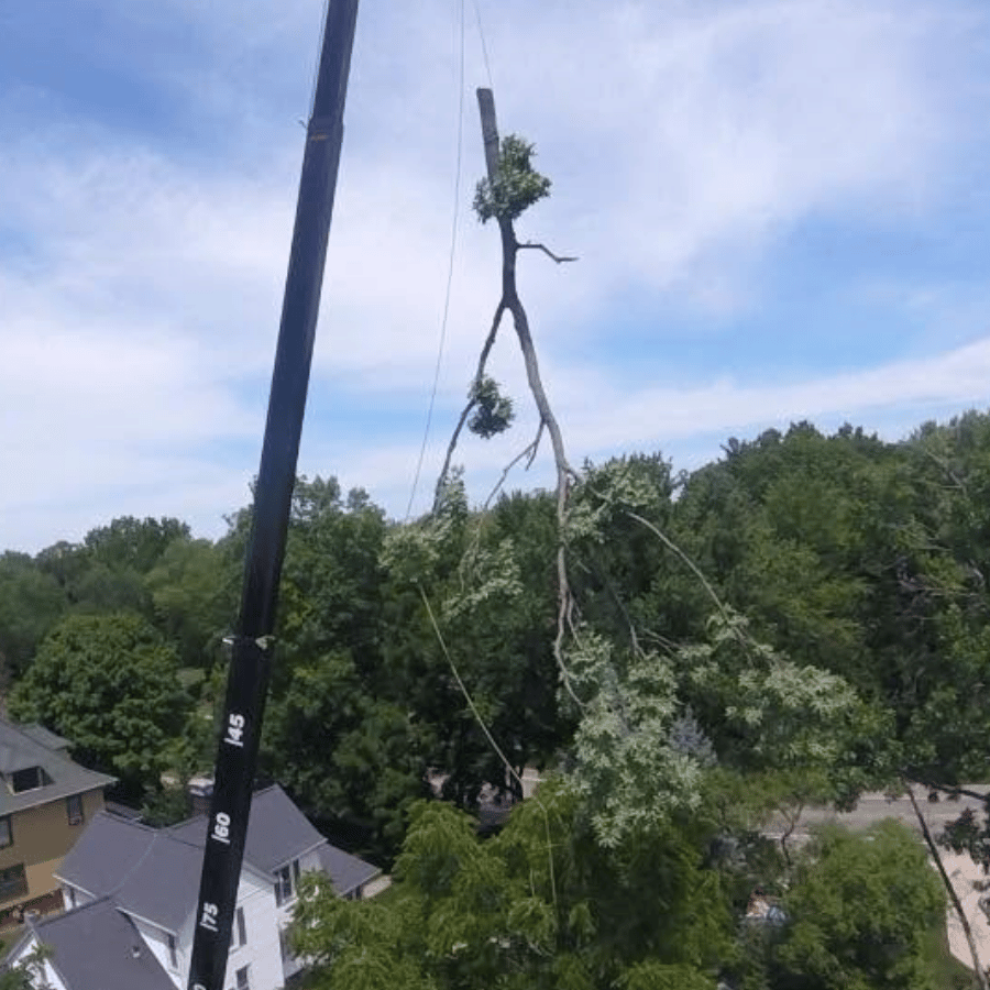 A crane lifts a large tree branch above rooftops and trees, set against a clear blue sky, highlighting urban tree maintenance.