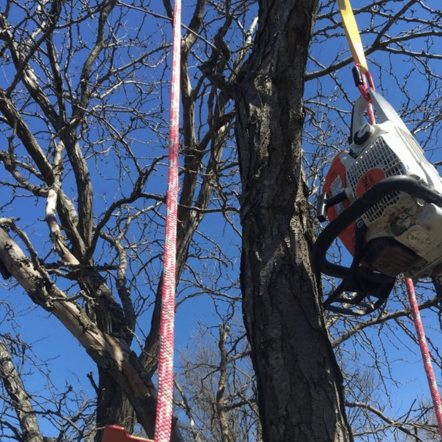 Chainsaw hanging from tree branches with colorful ropes against a clear blue sky, highlighting outdoor work equipment.