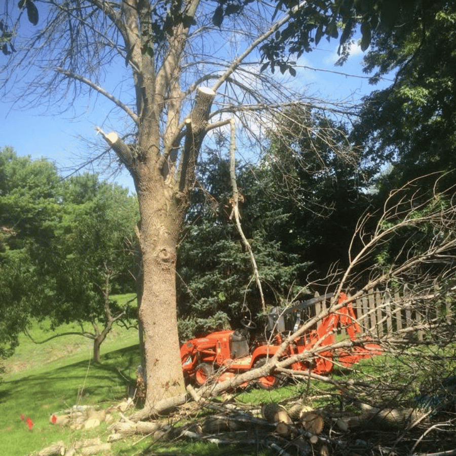 Tree trimming scene with branches on the ground, a red tractor nearby, and a wooden fence in a sunny, green yard.