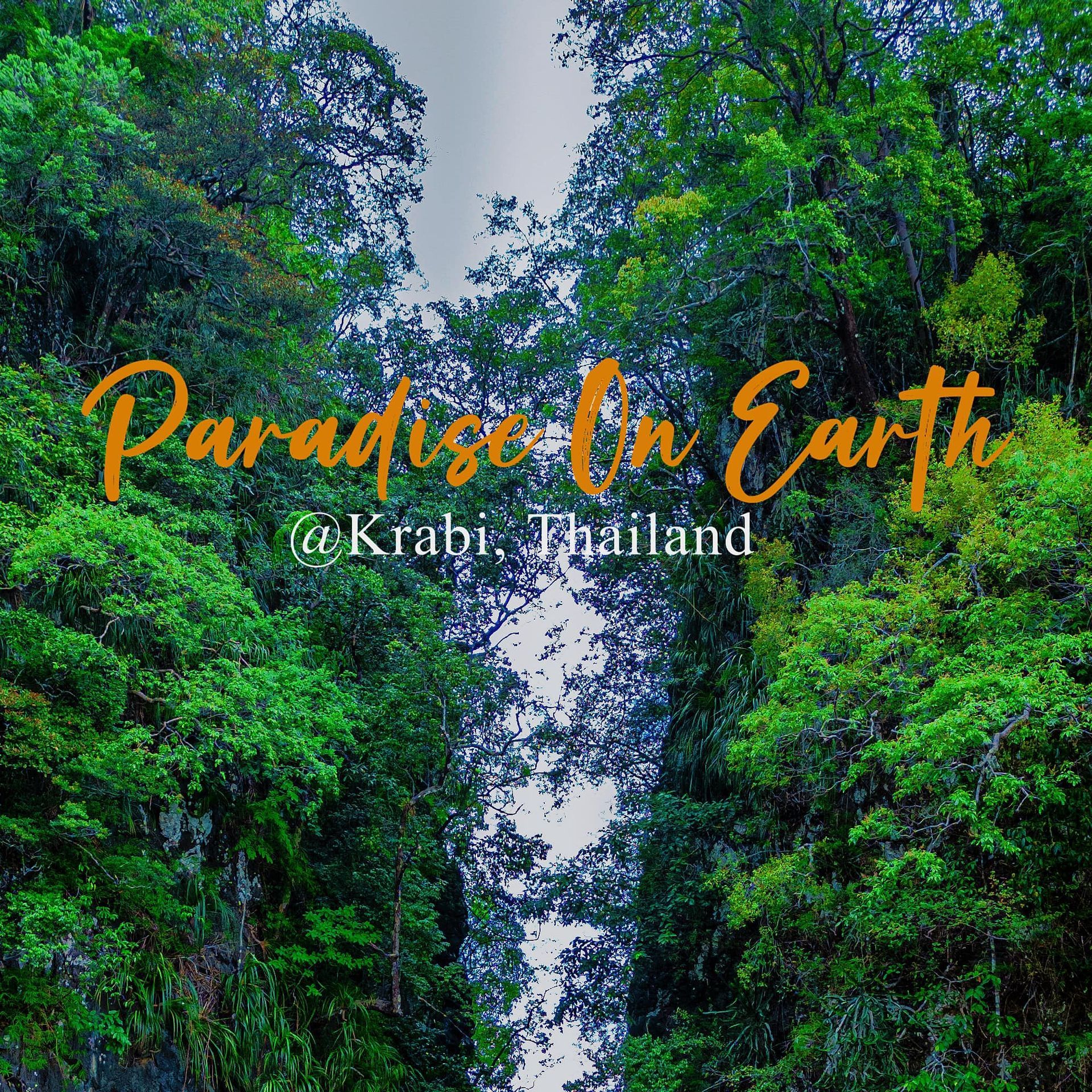 A picture of a forest with the caption paradise on earth
