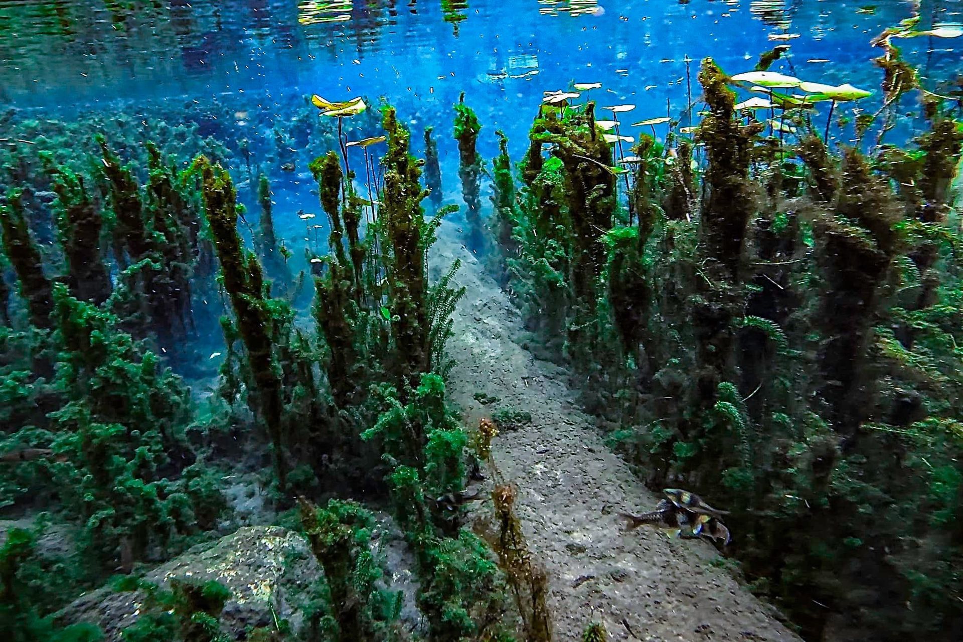 A coral reef with lots of green algae and rocks in the water.