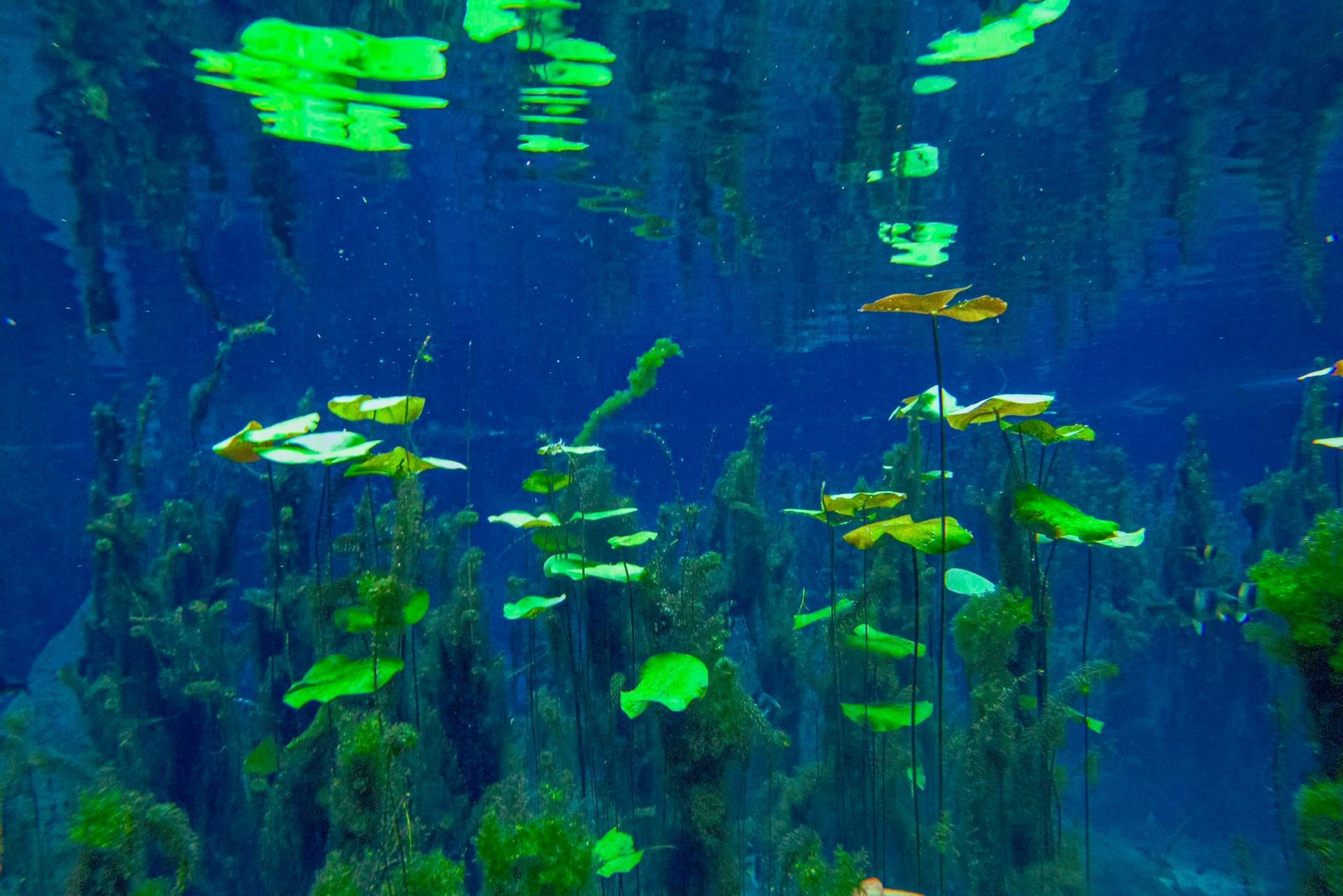 A group of fish are swimming in a body of water.