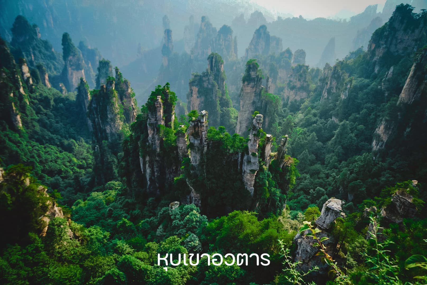 An aerial view of a lush green forest surrounded by mountains