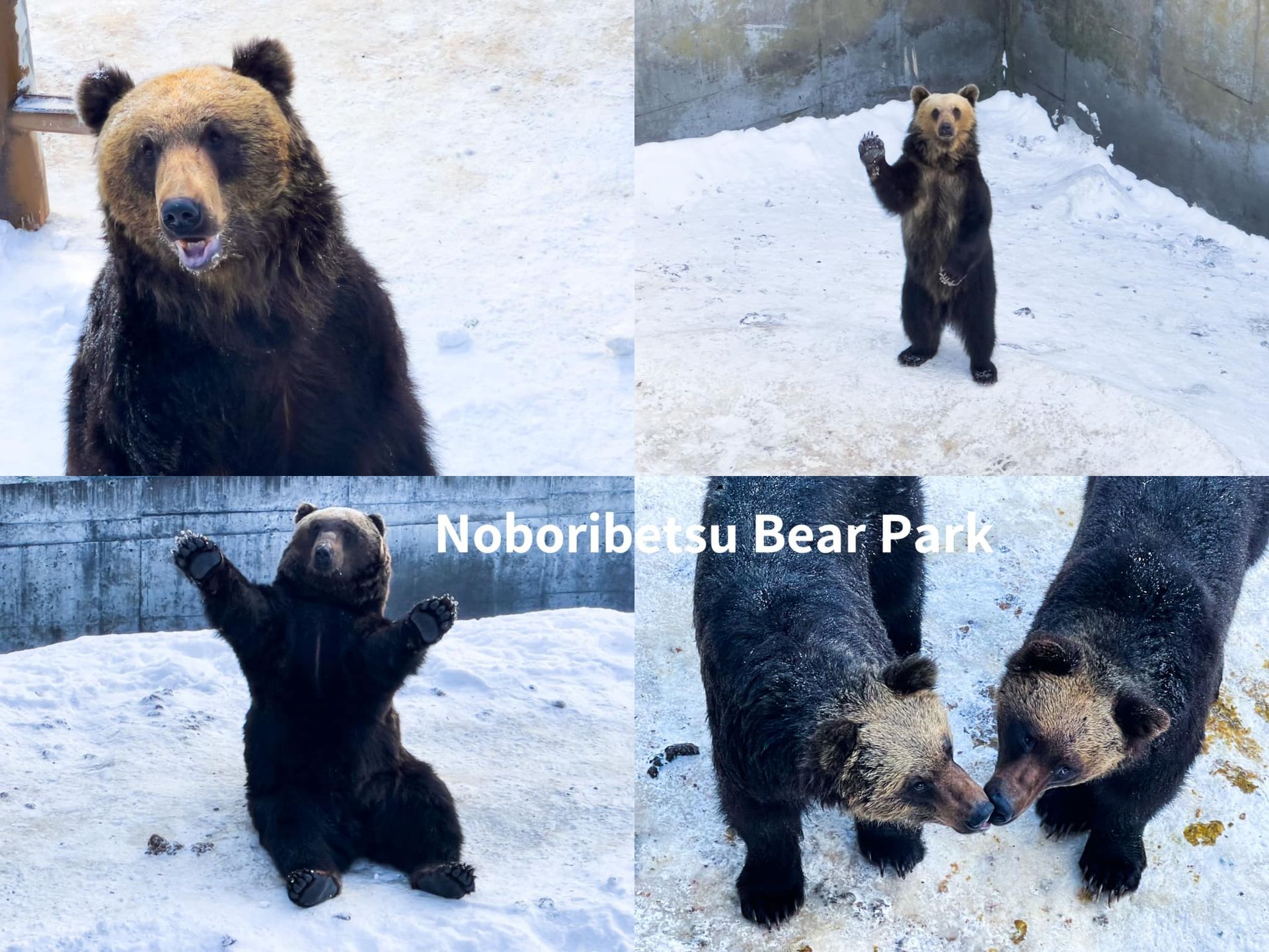 A group of bears are standing in the snow at noboribetsu bear park.