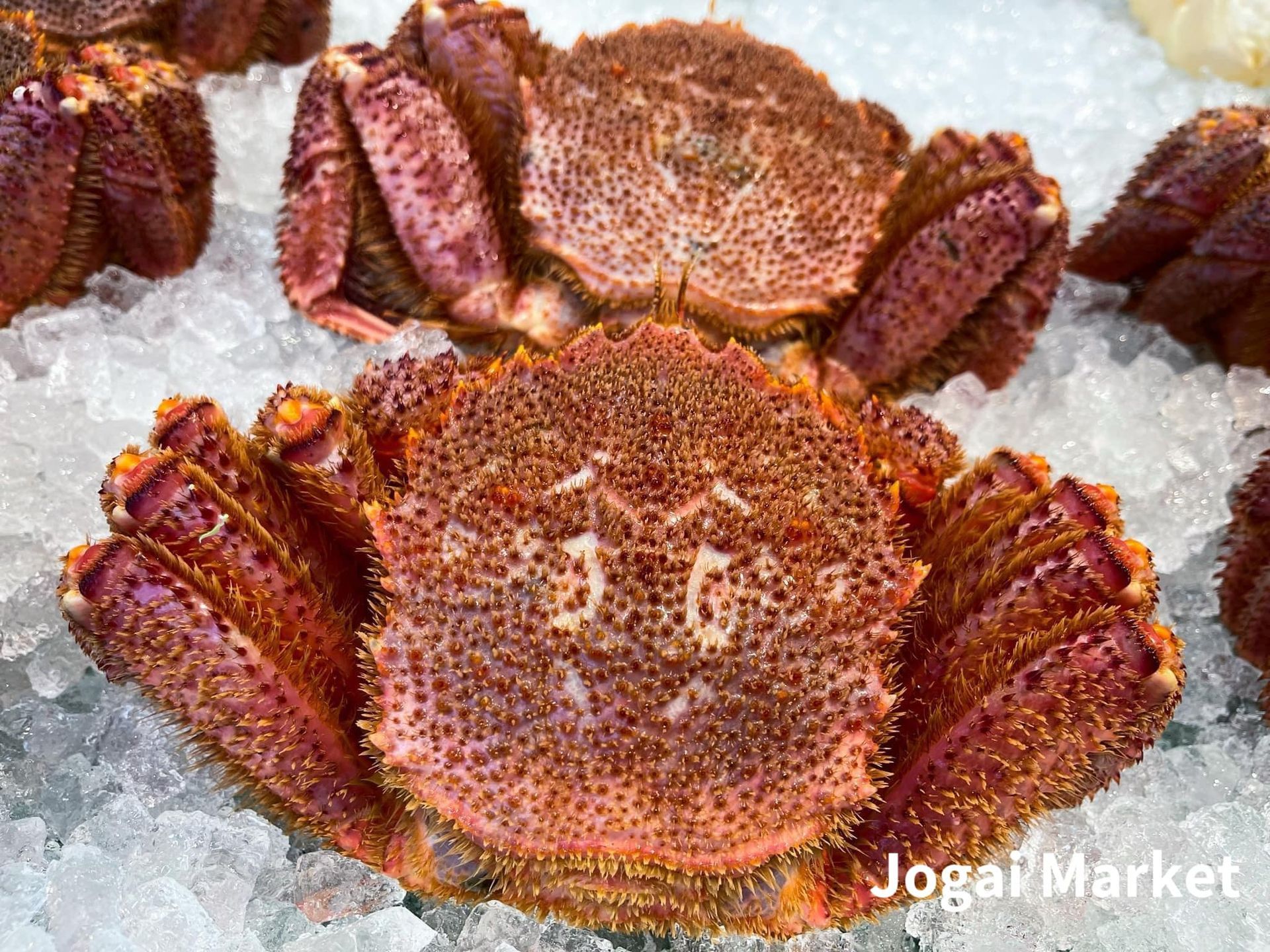 A crab is sitting on top of a pile of ice.