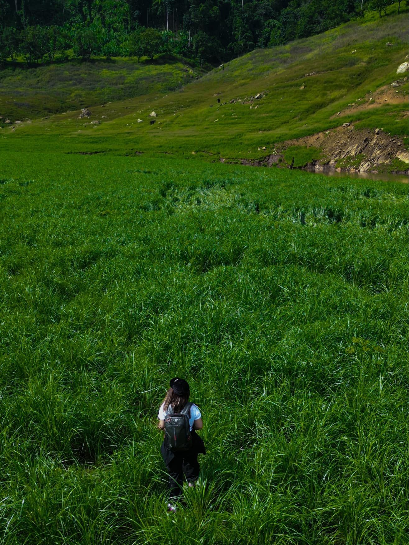 A person with a backpack is walking through a lush green field.