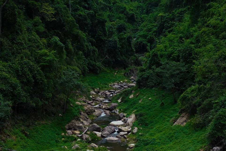 A river runs through a lush green forest.