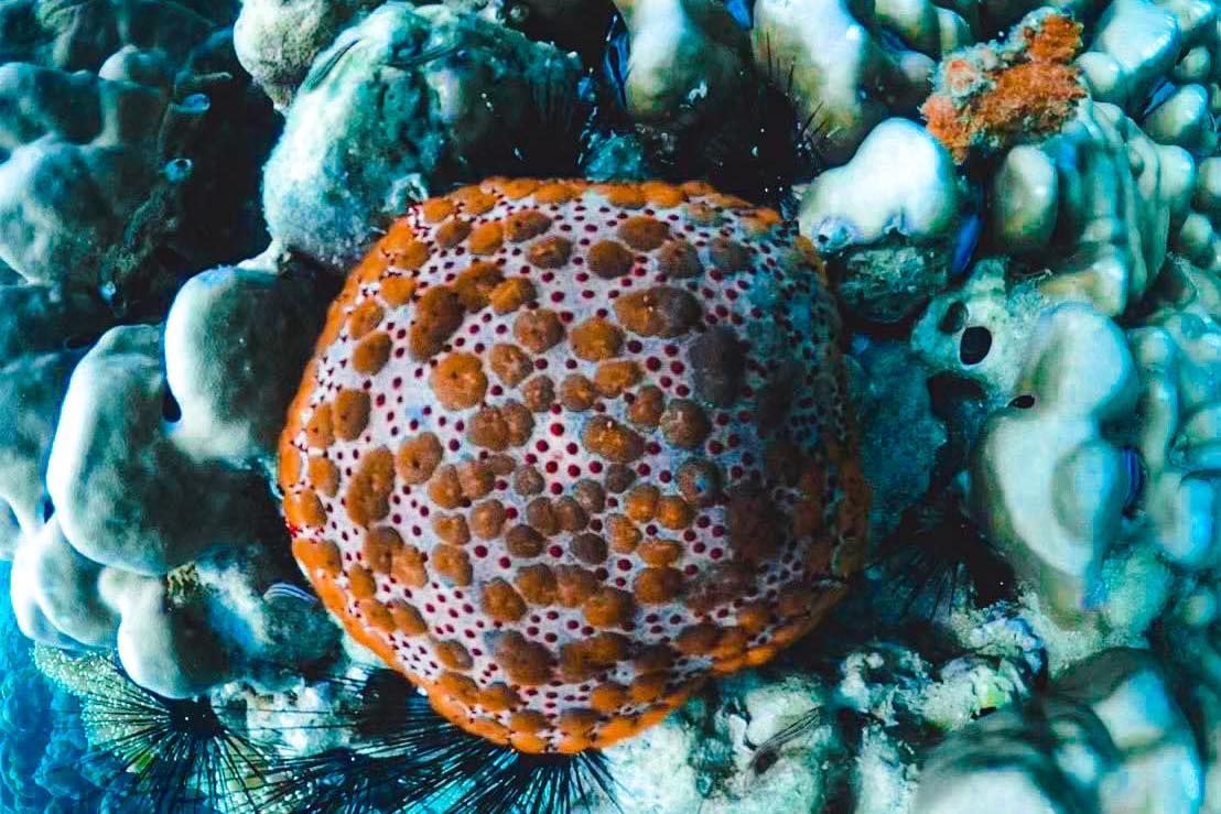 A close up of a sponge on a coral reef.