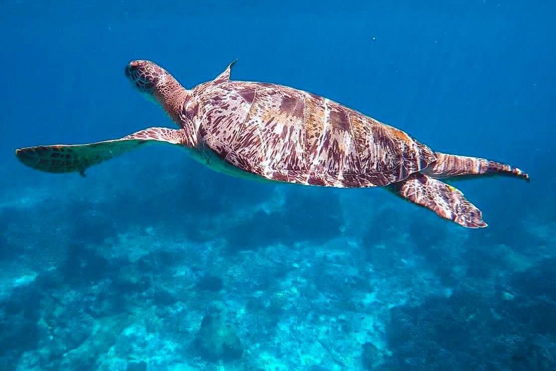 A sea turtle is swimming in the ocean near a coral reef near similan islands.