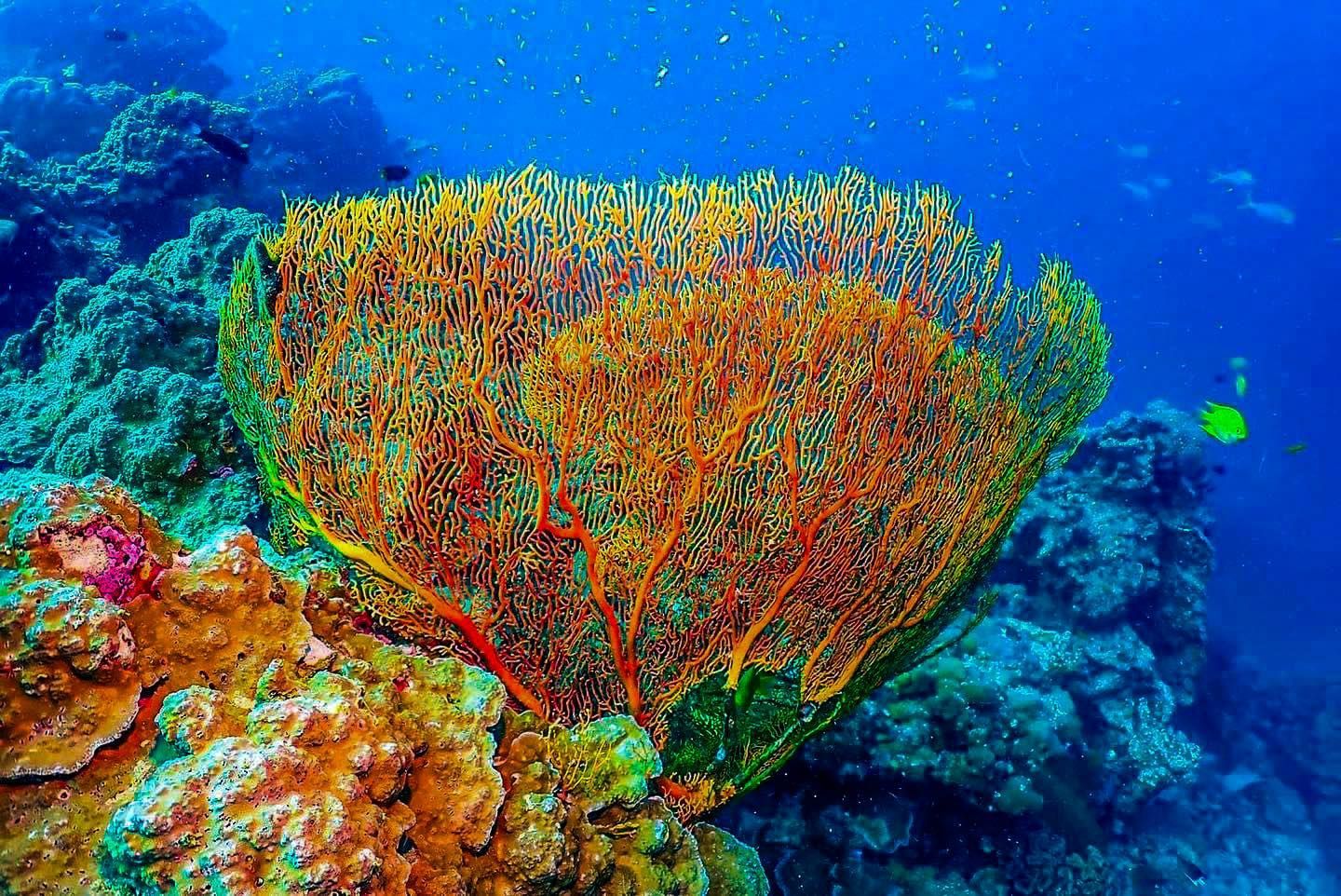 A colorful coral reef in the ocean with a scuba diver in the background.