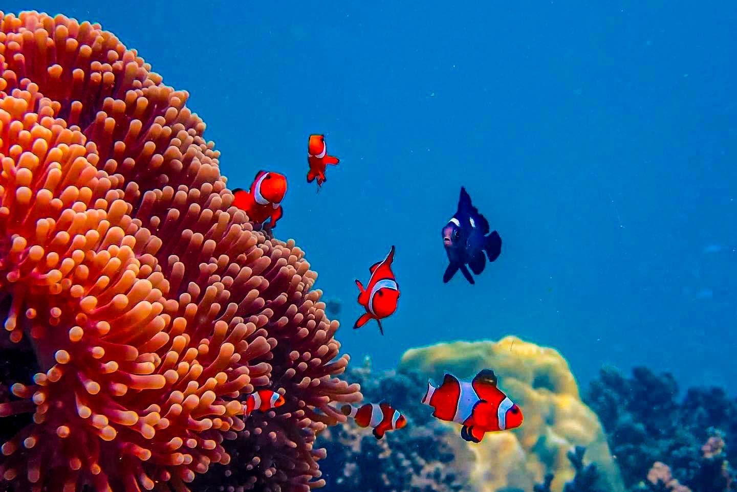 A group of clown fish are swimming around a coral reef.