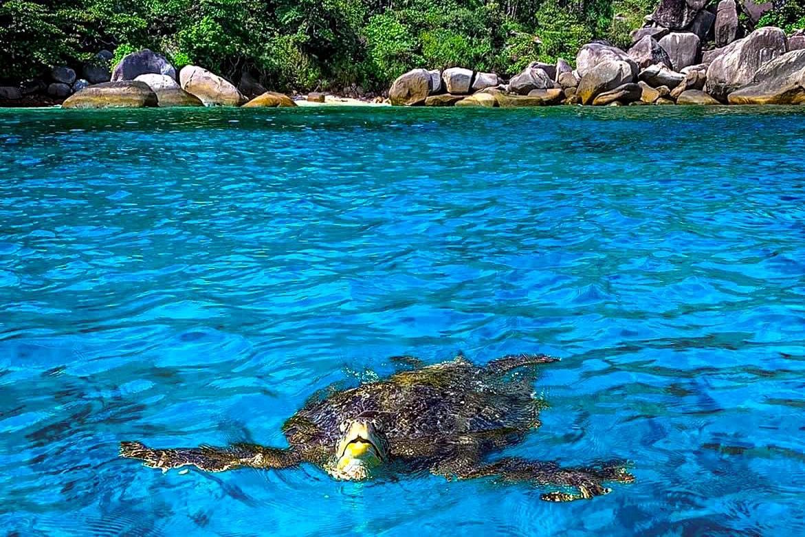 A sea turtle is swimming in the ocean near a rocky shore.