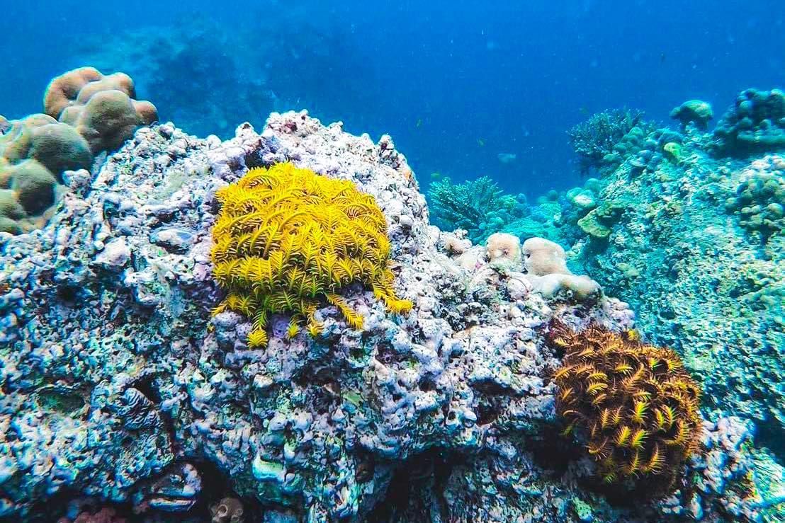 A coral reef with a yellow sponge growing on top of it in the area of similan islands.