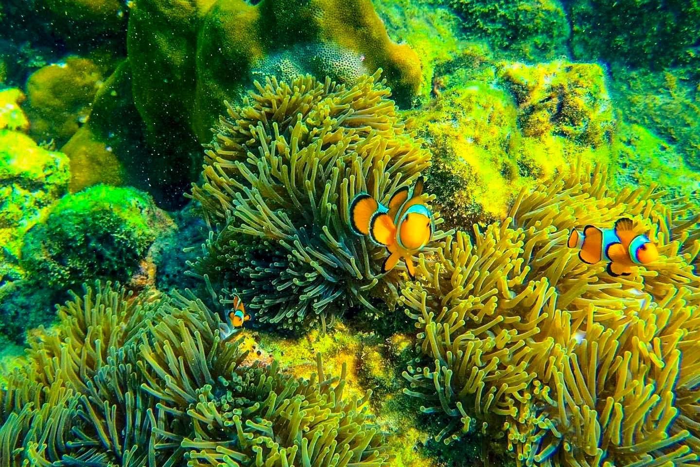 A group of clown fish are swimming in a coral reef.