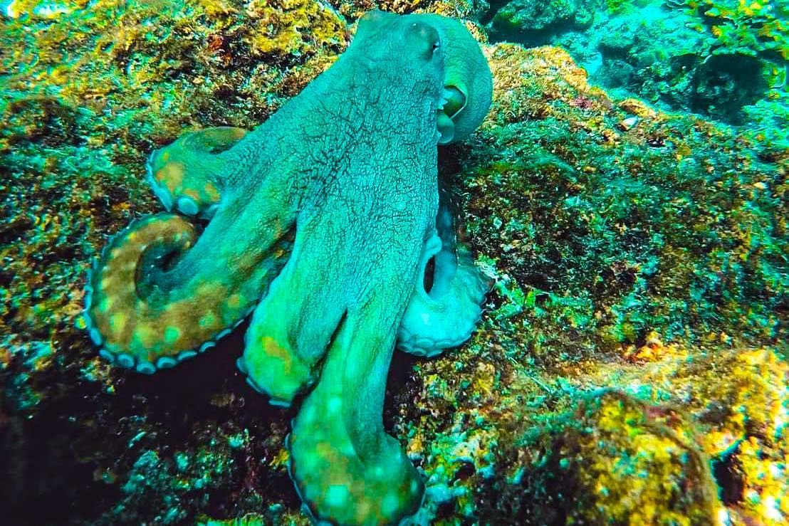 A green octopus is sitting on top of a rock in the ocean near  similan islands.