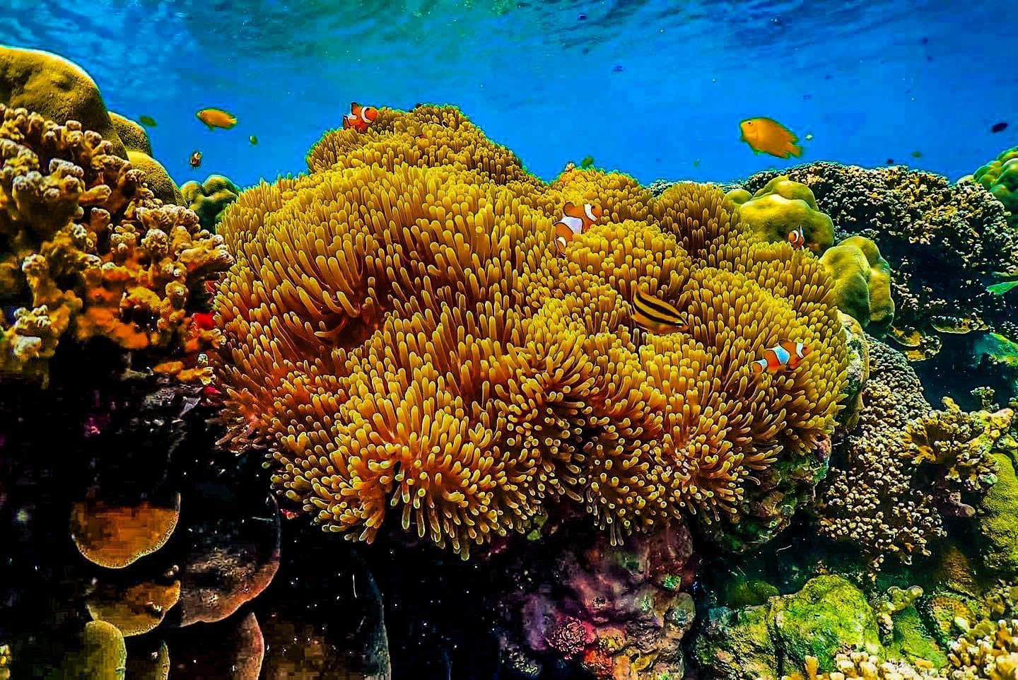 A coral reef with sea anemones and fish in the ocean in Surin Islands.