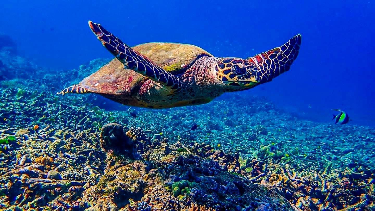 A sea turtle is swimming in the ocean near a coral reef.