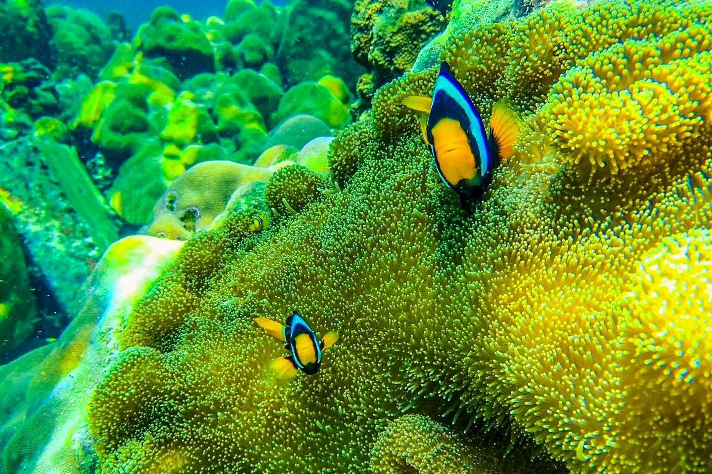 Two clown fish are swimming in a coral reef.