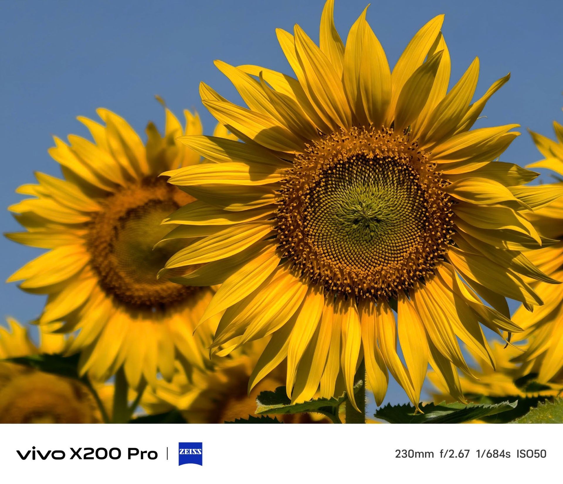 A picture of sunflowers taken by the vivo x200 pro
