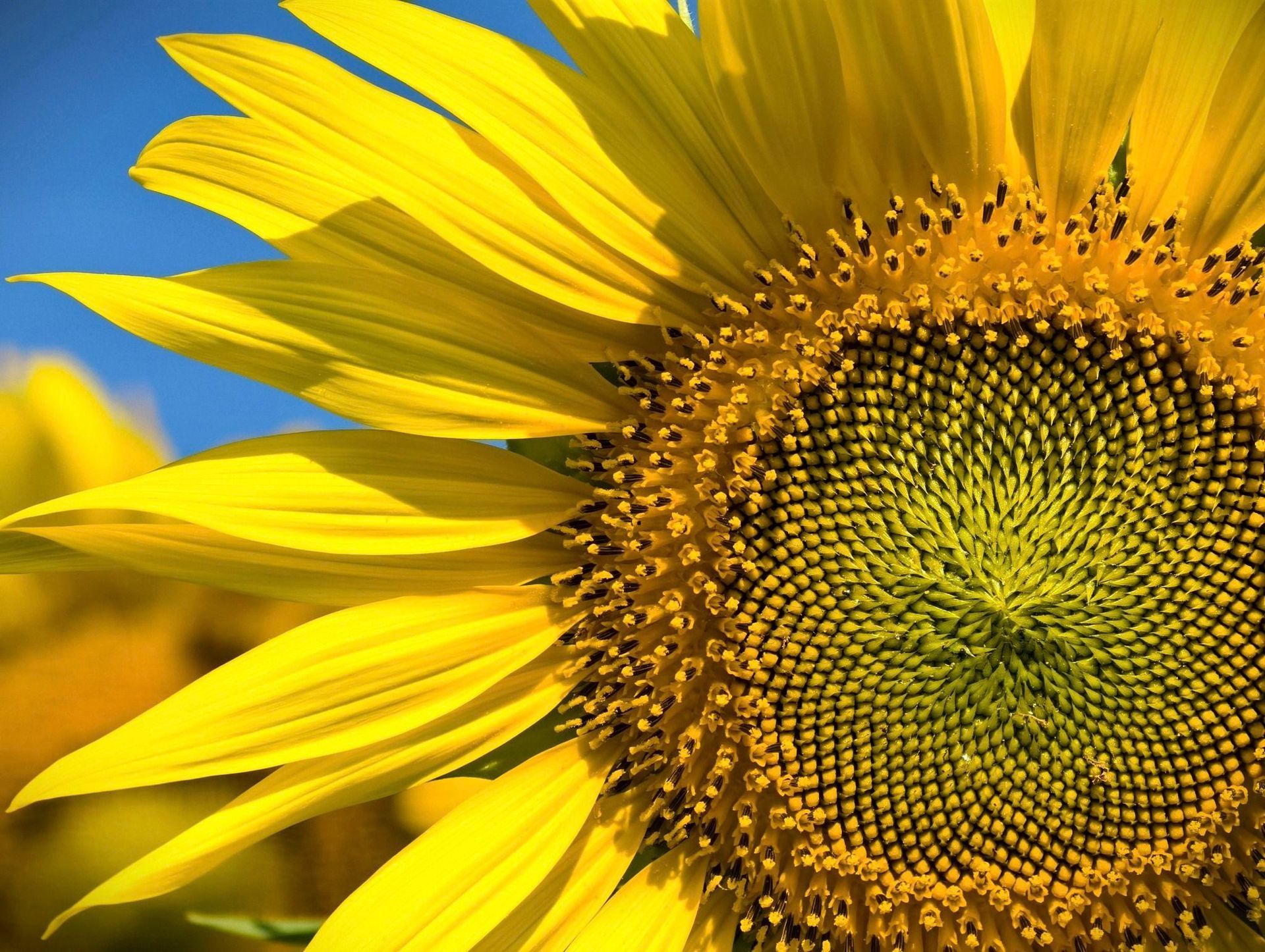 A close up of a sunflower with a blue sky in the background