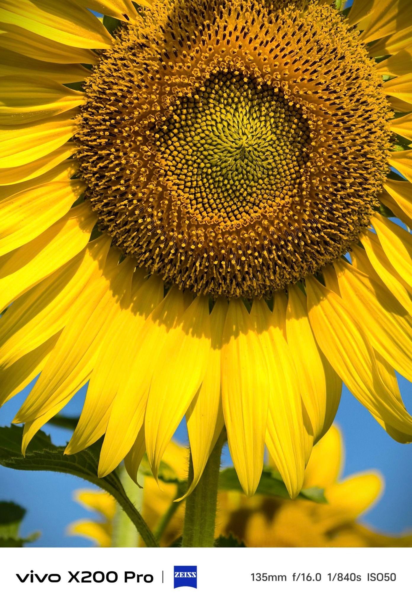 A close up of a sunflower taken by a vivo x200 pro