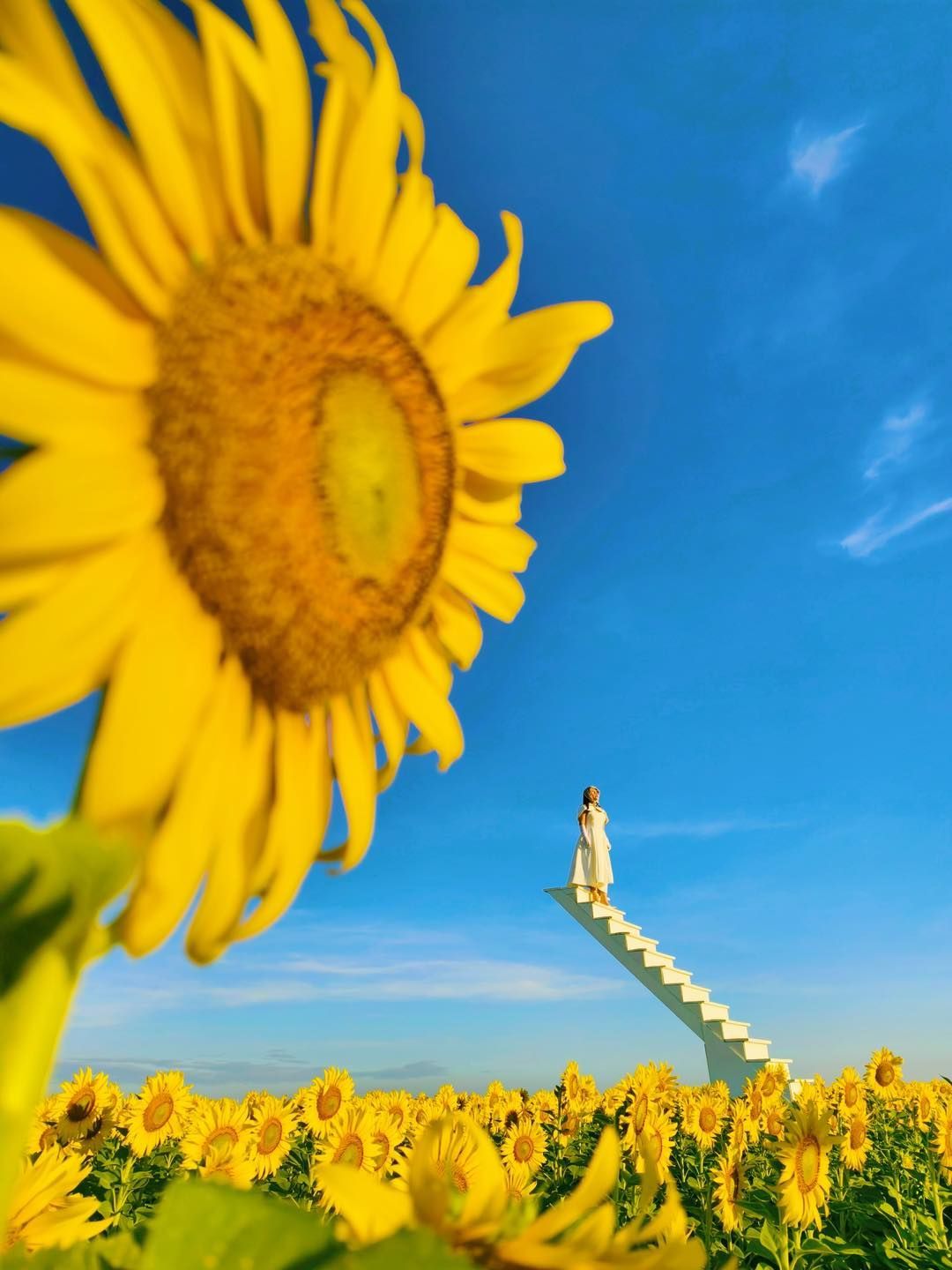 A woman is standing on a staircase in a field of sunflowers in Lopburi, Thailand.