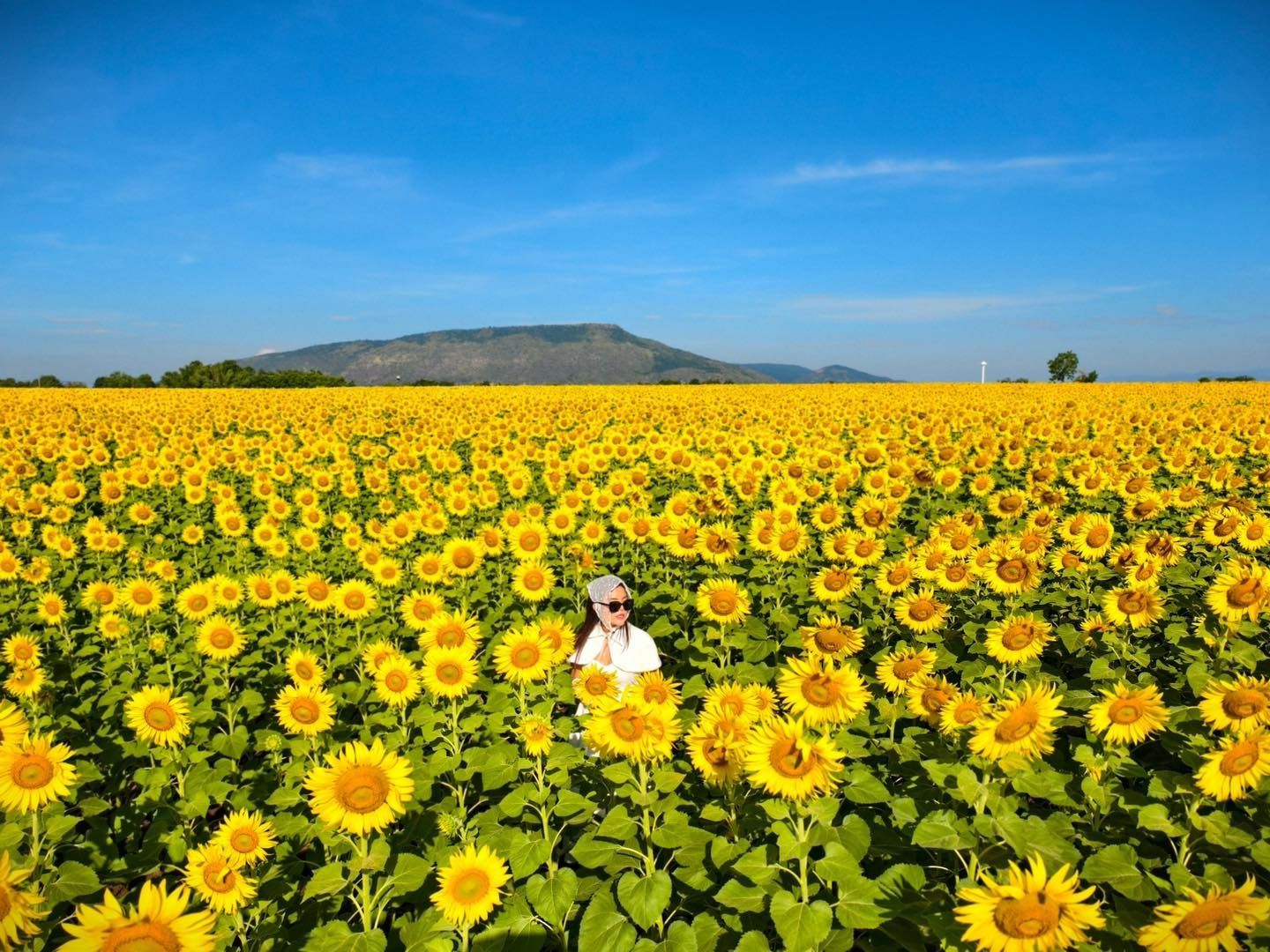 A woman is standing in a field of sunflowers.