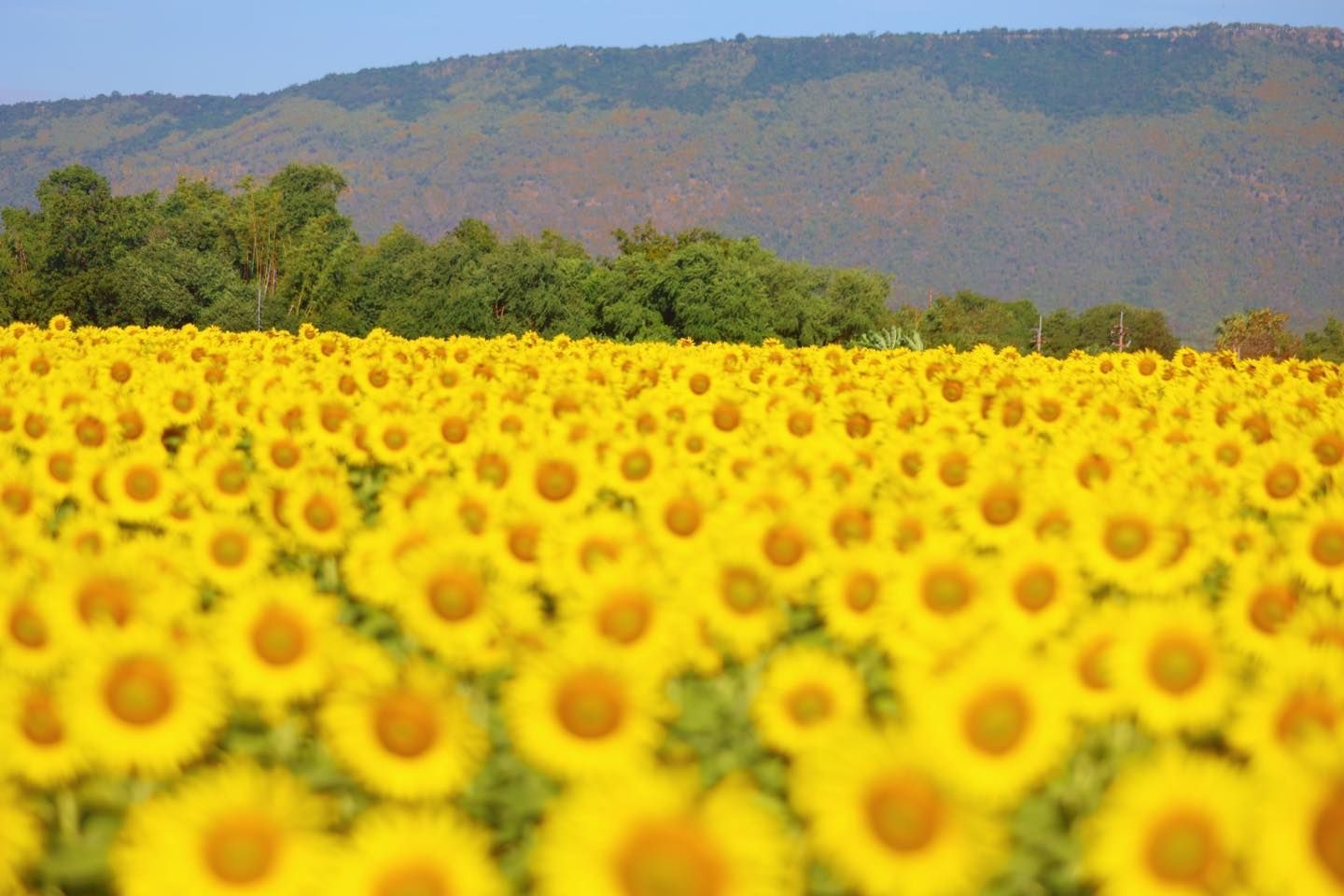 A field of sunflowers with mountains in the background.