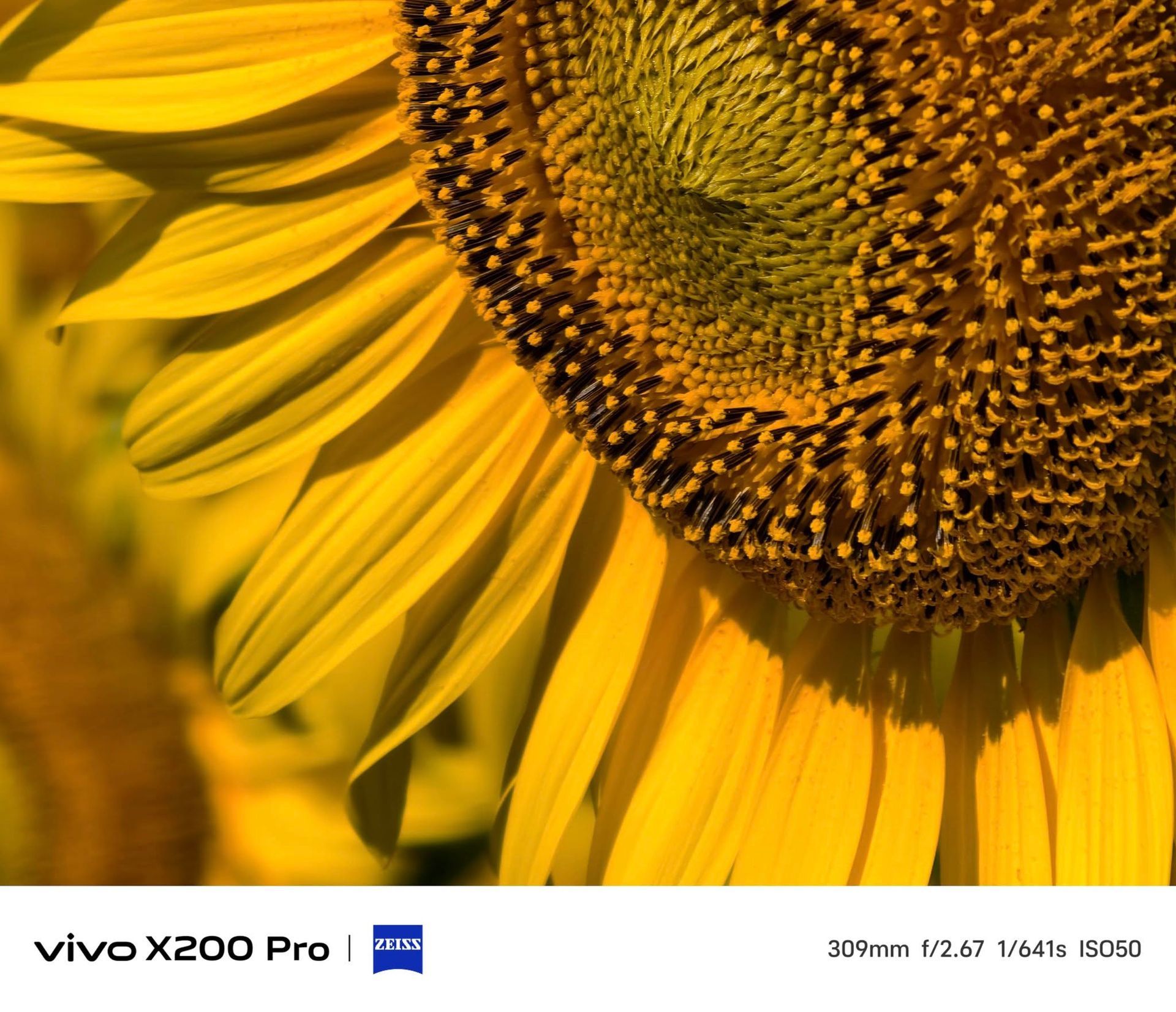 A close up of a sunflower taken by a vivo x200 pro