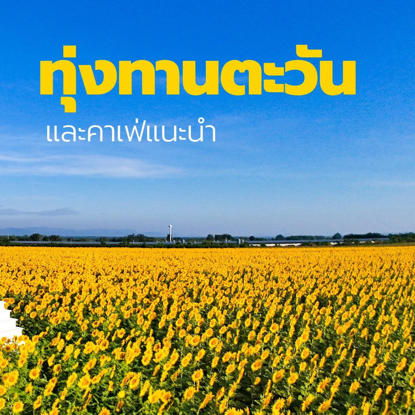 A field of sunflowers with a blue sky in Lopburi