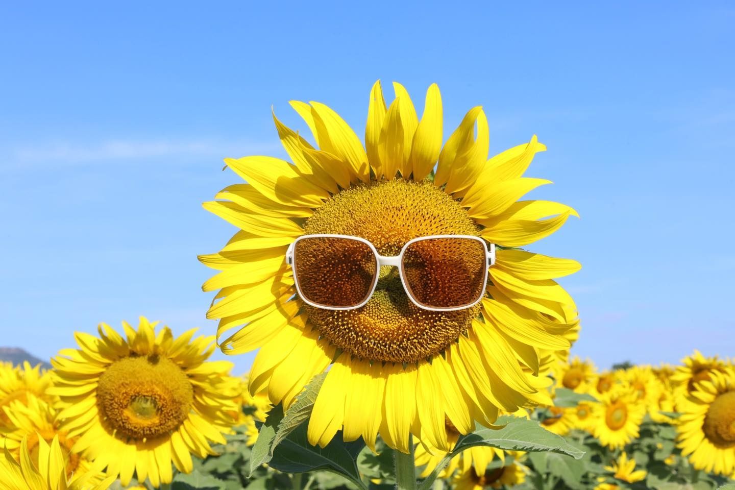 A sunflower wearing sunglasses in a field of sunflowers.