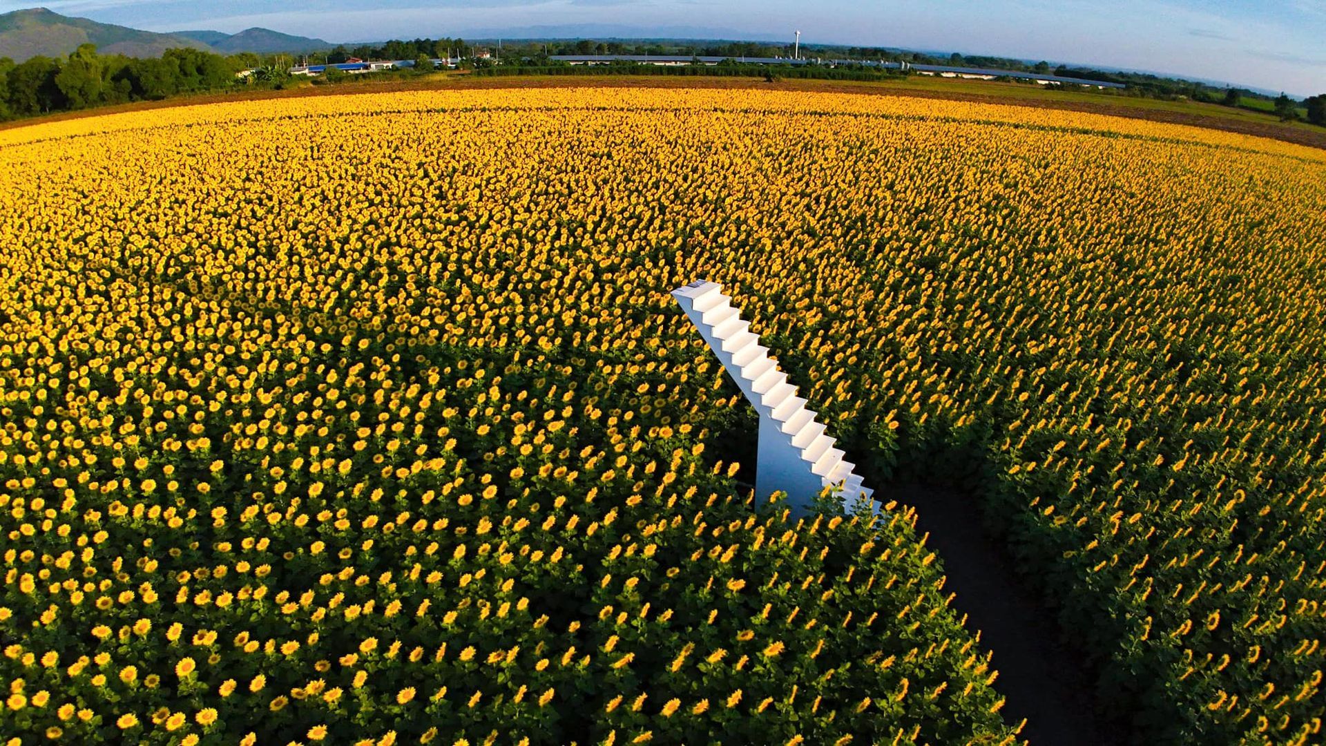 A white staircase is going through a field of sunflowers.