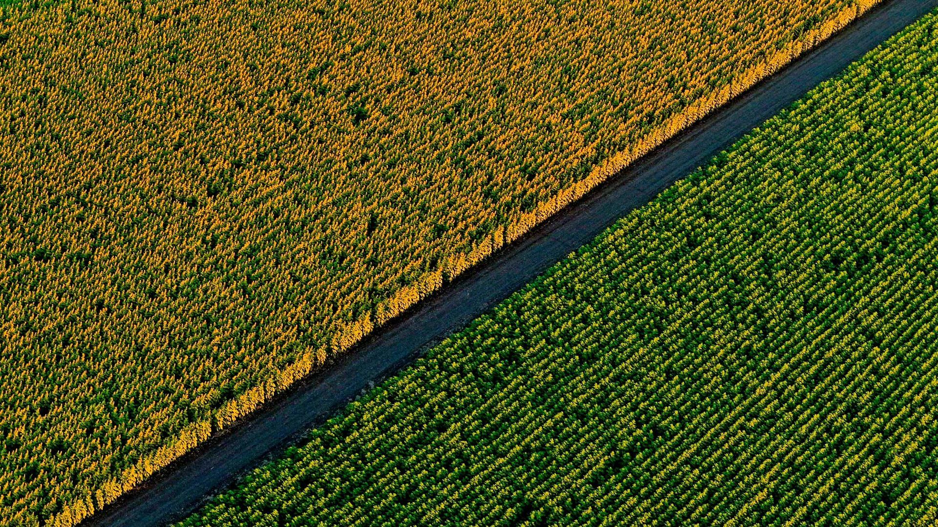 An aerial view of two sunflower fields next to a road.