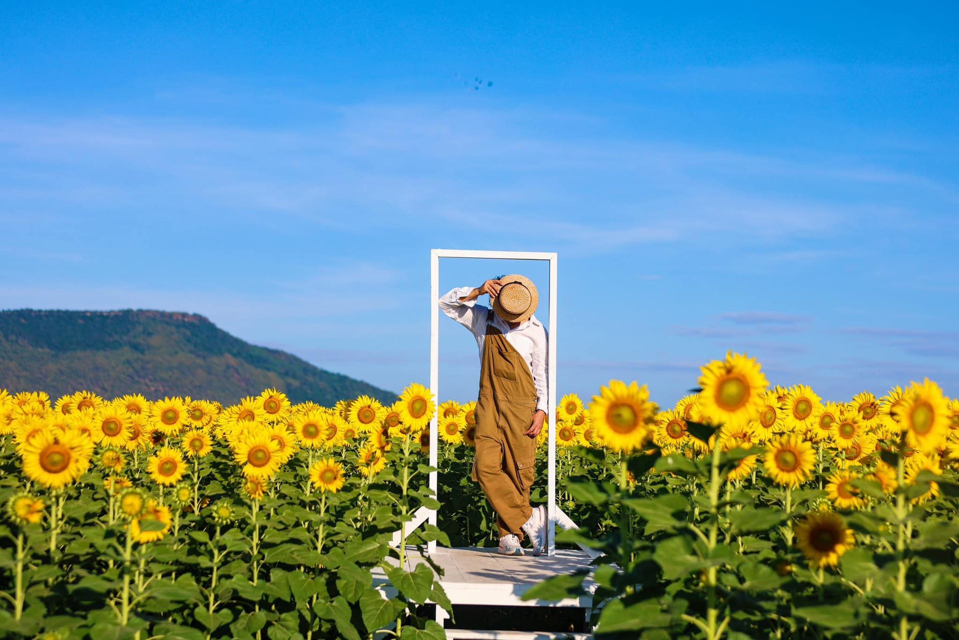 A woman is standing in a chair in a field of sunflowers  in Lopburi.