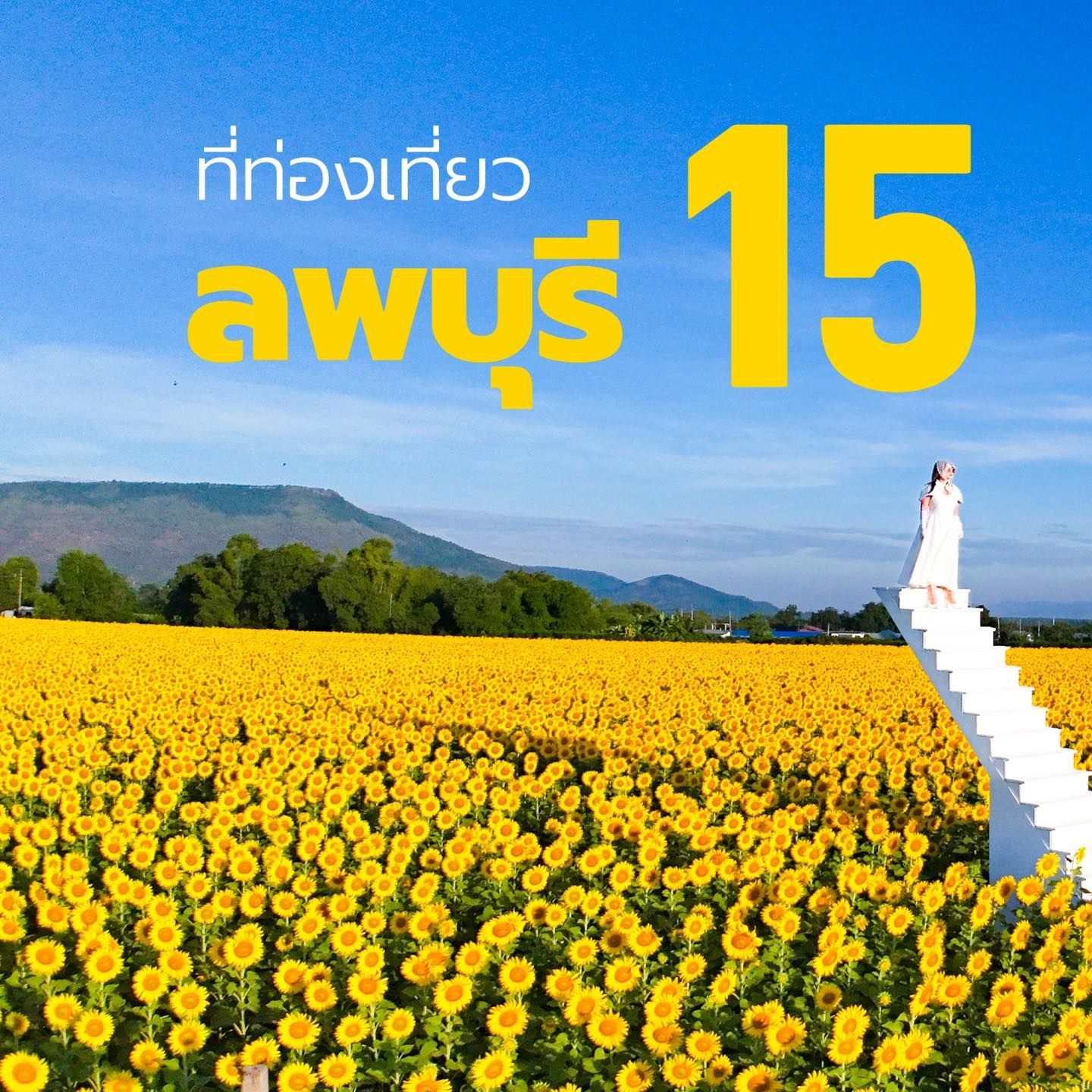 A field of sunflowers in Lopburi , Thailand