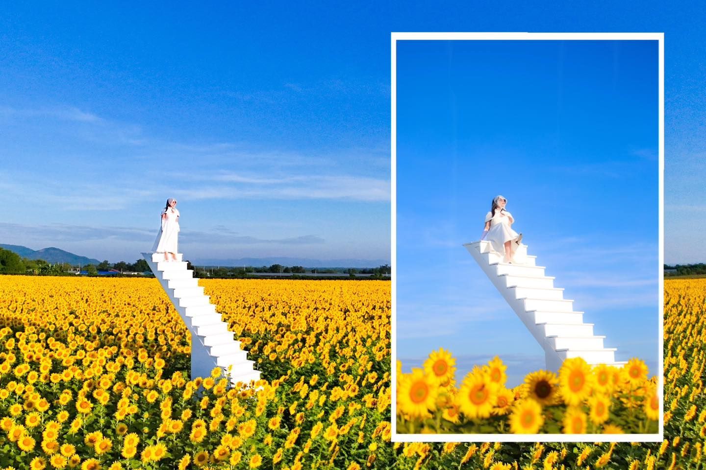 A woman is standing on a white staircase in a field of sunflowers  in Lopburi.