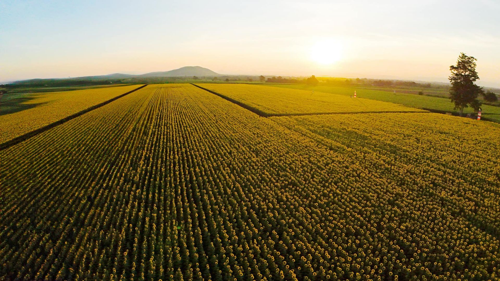 An aerial view of a sunflower field at sunset.