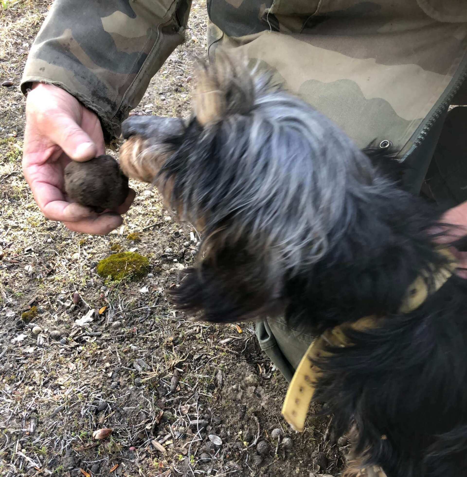 week end truffes