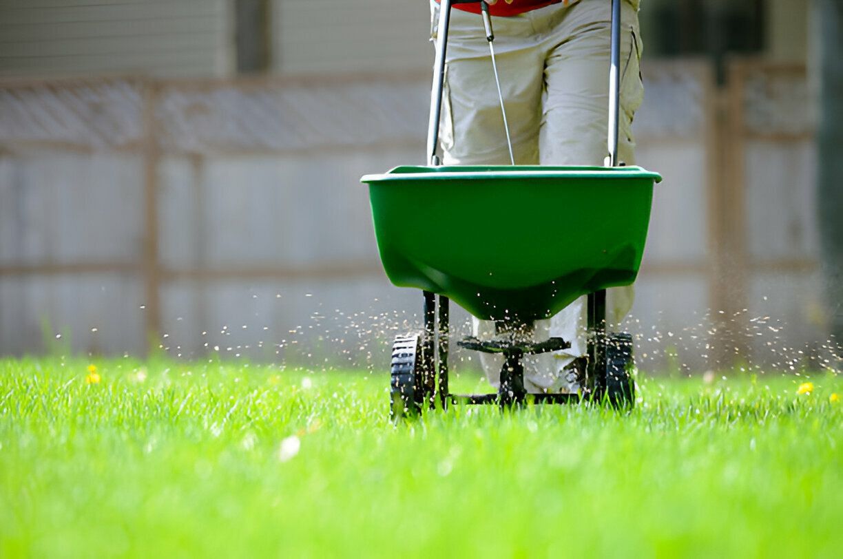 A person is spreading fertilizer on a lush green lawn.