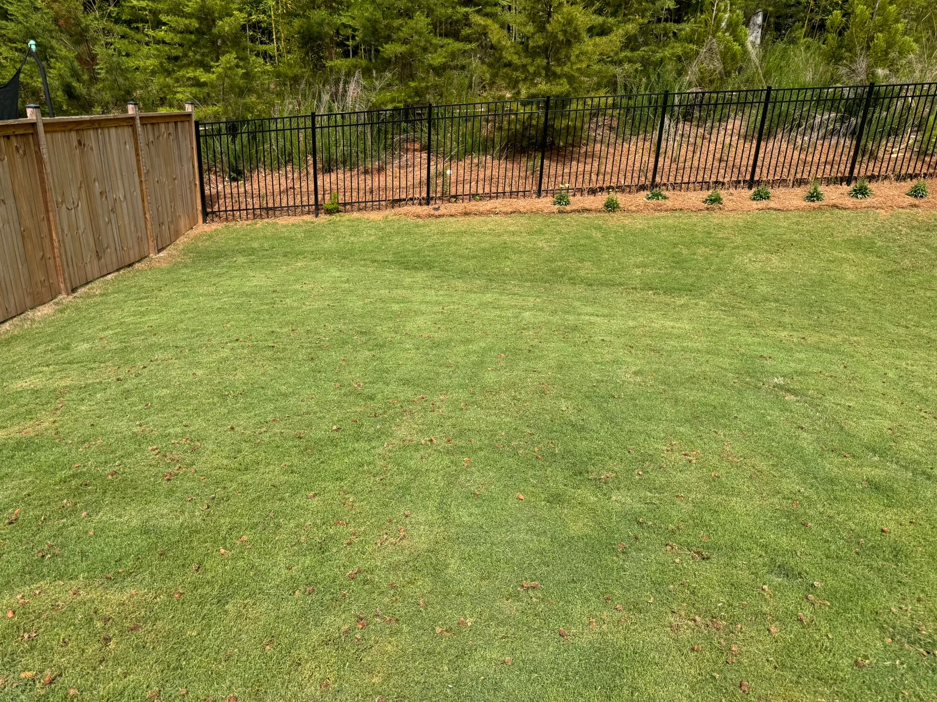 Grassy backyard with a wooden fence on the left and a metal fence at the back