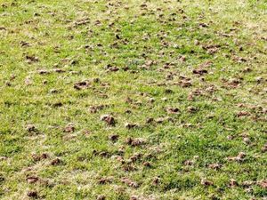 A lawn with holes in it and a tree in the background.