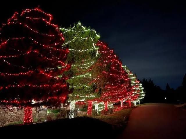 Trees in Woodstock, GA wrapped in red and white holiday lights along a dark roadside at night