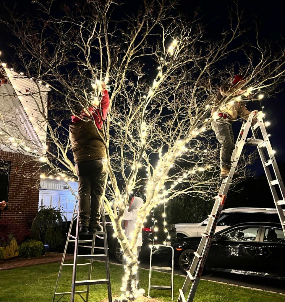 Two people on ladders wrapping a leafless tree in white holiday lights at night