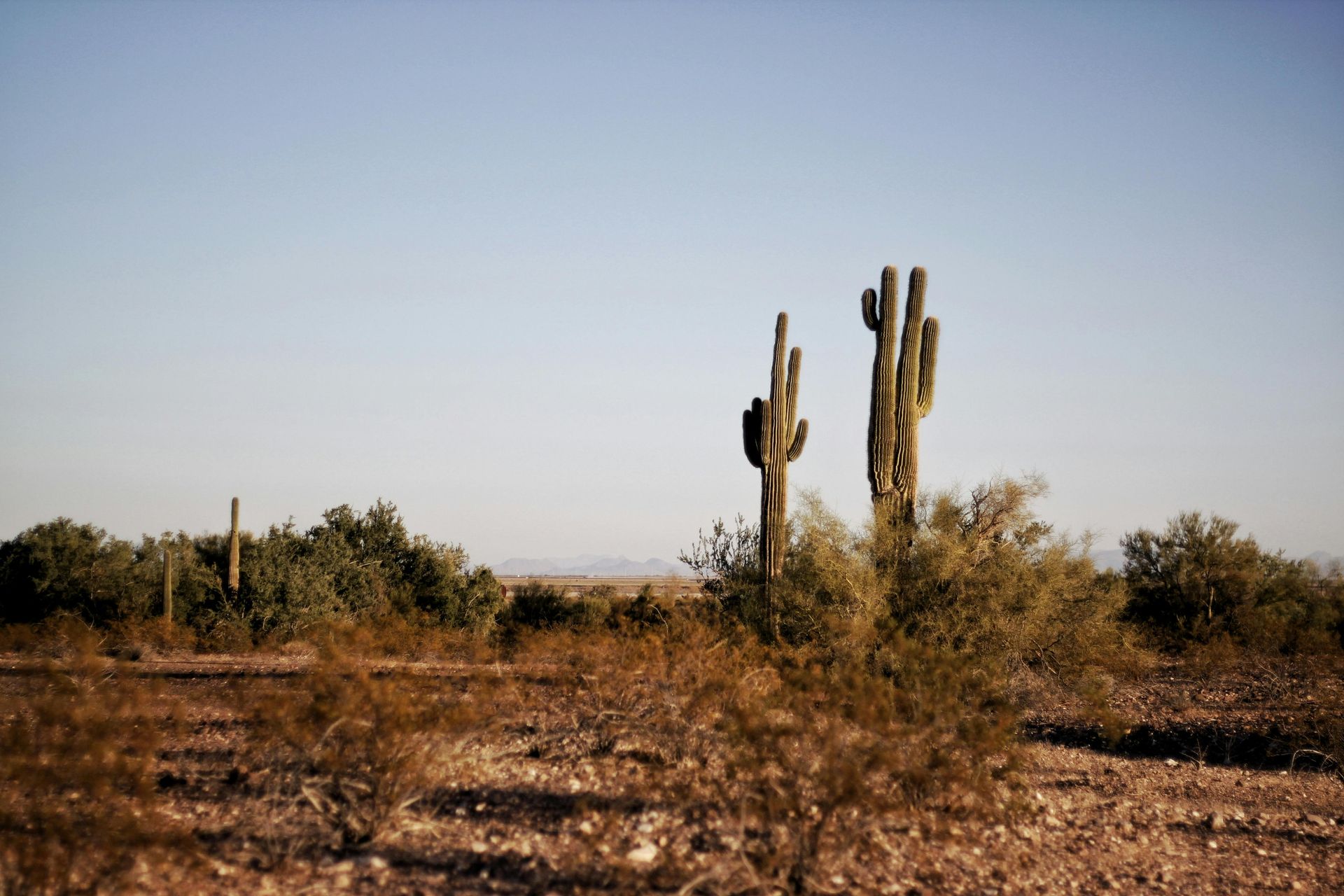 A couple of saguaro cactus standing in the middle of a desert.