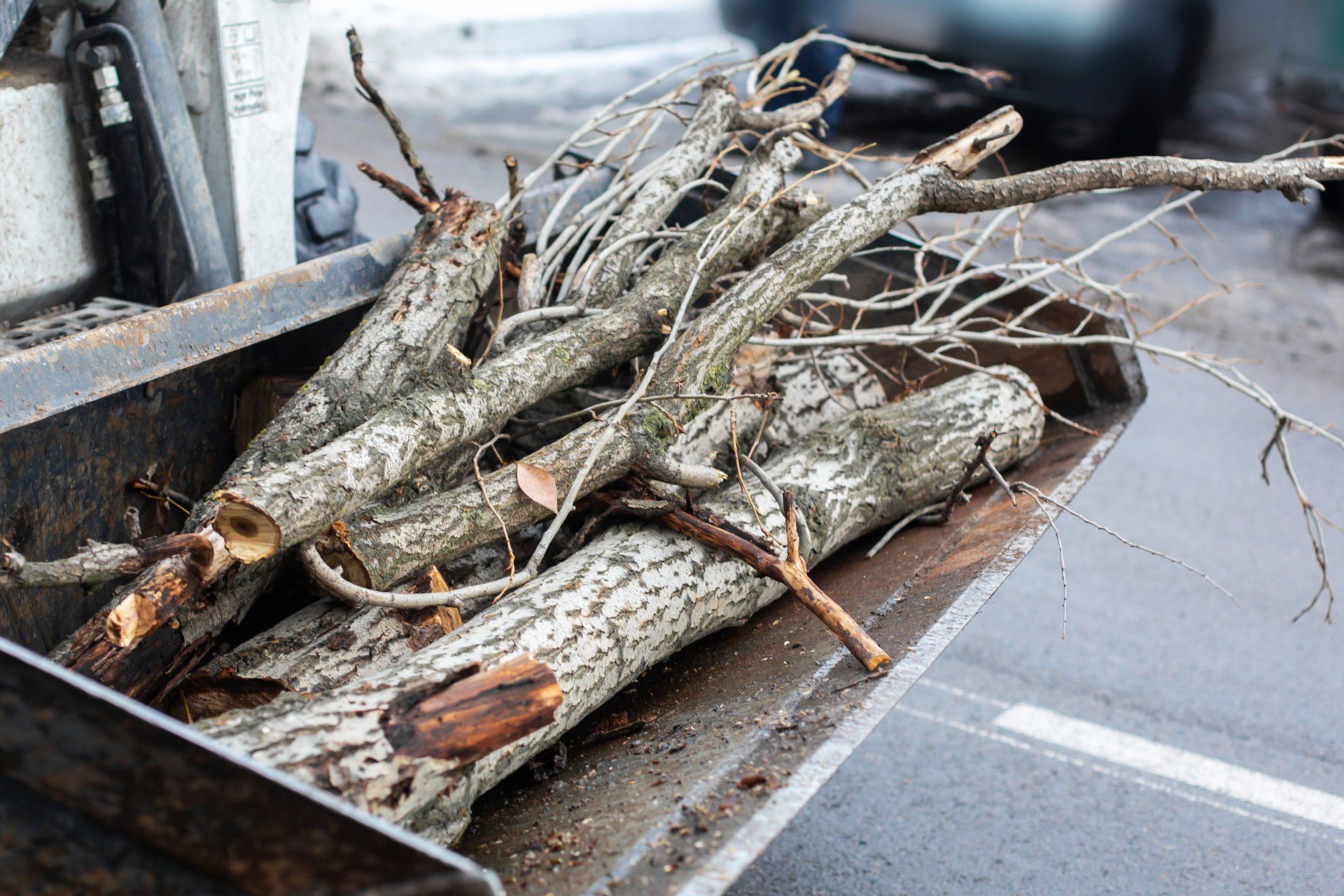 a bundle of branches that just got removed from a tree in chandler arizona